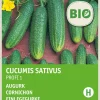 Intratuin Einlegegurke (Cucumis sativus 'Profi F1') (BIO) Samen| Gemüsesamen|Saatgut