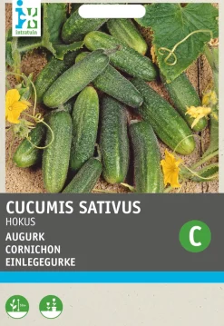 Intratuin Einlegegurke (Cucumis sativus 'Hokus') Samen| Gemüsesamen|Saatgut