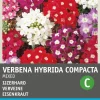 Intratuin Eisenkraut (Verbena hybrida compacta) Blumensamen-Mischung| Saatgut|Blühende Pflanzen