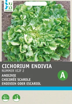Intratuin Endivie (Cichorium endivia 'Bubikopf 2') Samen| Gemüsesamen|Saatgut