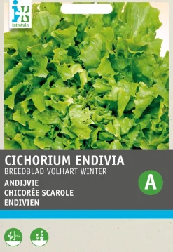 Intratuin Endivie (Cichorium endivia 'Escariol Grüner') Samen| Gemüsesamen|Saatgut