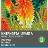 Intratuin Fackellilie (Kniphofia uvaria 'Royal Castle Hybrids') Blumensamen| Saatgut|Blühende Pflanzen