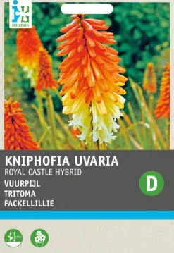 Intratuin Fackellilie (Kniphofia uvaria 'Royal Castle Hybrids') Blumensamen| Saatgut|Blühende Pflanzen