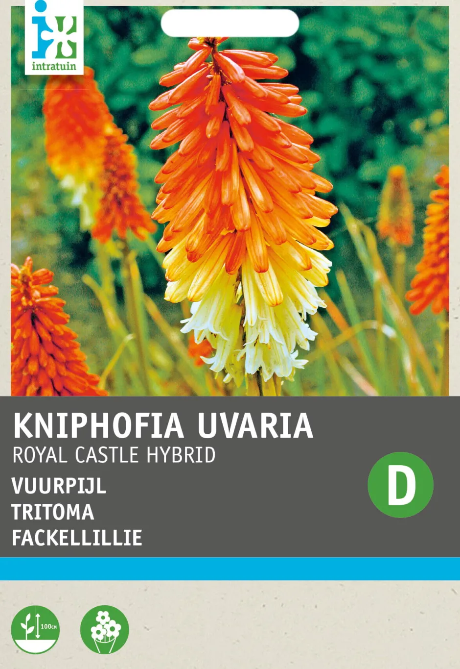 Intratuin Fackellilie (Kniphofia uvaria 'Royal Castle Hybrids') Blumensamen| Saatgut|Blühende Pflanzen