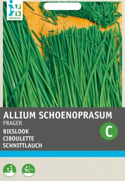Intratuin Feiner Schnittlauch (Allium schoenoprasum 'Prager') Samen| Kräutersamen|Saatgut