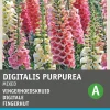Intratuin Fingerhut (Digitalis pupurea 'Gloxiniiflora') Blumensamen| Saatgut|Blühende Pflanzen