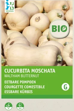 Intratuin Flaschenkürbis (Cucurbita maxima 'Waltham Butternut') (BIO) Samen| Gemüsesamen|Saatgut