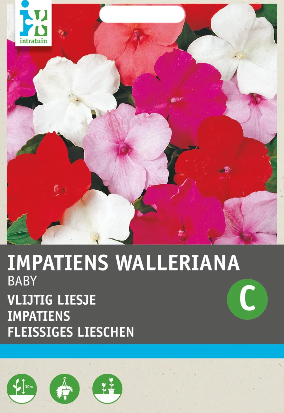 Intratuin Fleißiges Lieschen (Impatiens walleriana 'Nana Baby') Blumensamen-Mischung| Saatgut|Blühende Pflanzen