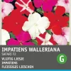 Intratuin Fleißiges Lieschen (Impatiens walleriana 'Safari') Blumensamen| Saatgut|Blühende Pflanzen
