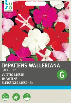 Intratuin Fleißiges Lieschen (Impatiens walleriana 'Safari') Blumensamen| Saatgut|Blühende Pflanzen