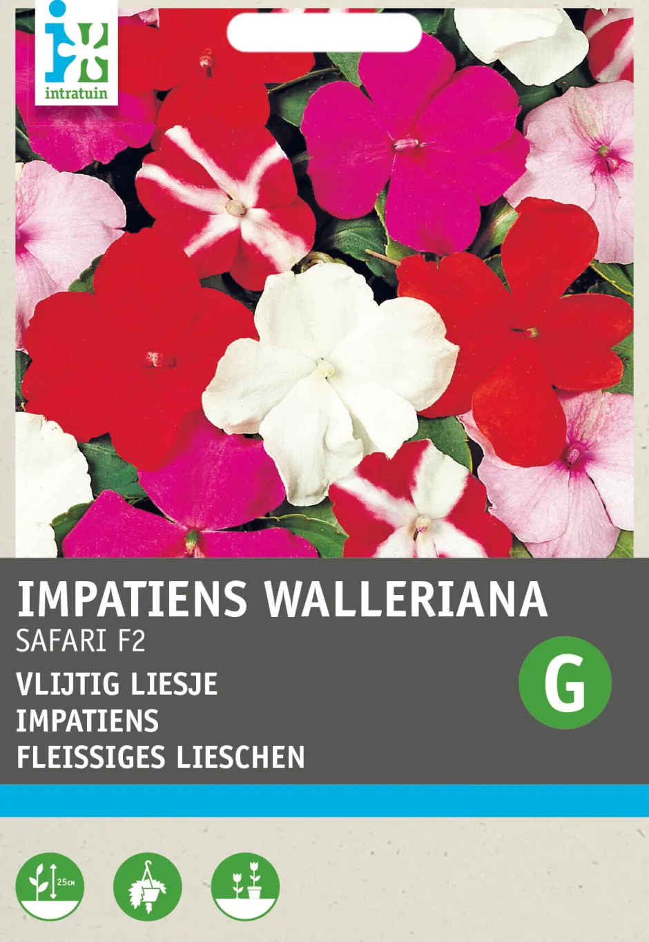 Intratuin Fleißiges Lieschen (Impatiens walleriana 'Safari') Blumensamen| Saatgut|Blühende Pflanzen