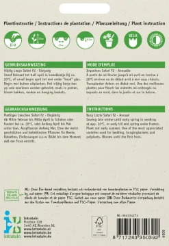 Intratuin Fleißiges Lieschen (Impatiens walleriana 'Safari') Blumensamen| Saatgut|Blühende Pflanzen