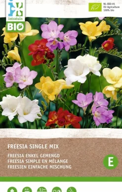 Intratuin Freesien (Freesia) (BIO) Blumenzwiebel-Mischung| Sommer-Blüher|Blumenzwiebeln