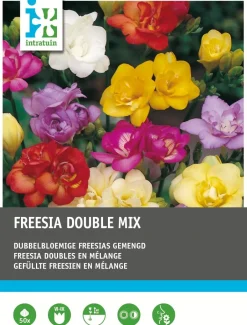 Intratuin Freesien gefüllt (Freesia) Blumenzwiebel-Mischung 50 St.| Sommer-Blüher|Blumenzwiebeln