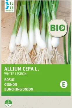 Intratuin Frühlingszwiebel (Allium cepa 'White Lisbon') (BIO) Samen| Gemüsesamen|Saatgut
