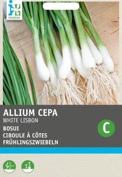 Intratuin Frühlingszwiebel (Allium cepa 'White Lisbon') Samen| Gemüsesamen|Saatgut