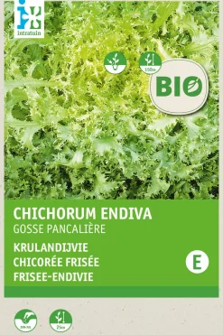 Intratuin Frisee-Endivie (Cichorium endivia 'Grosse Pancaliere') (BIO) Samen| Gemüsesamen|Saatgut