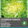Intratuin Frisee-Endivie (Cichorium endivia 'De Meaux') Samen| Gemüsesamen|Saatgut