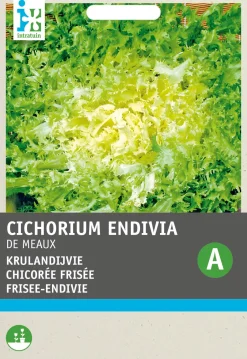 Intratuin Frisee-Endivie (Cichorium endivia 'De Meaux') Samen| Gemüsesamen|Saatgut