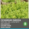 Intratuin Frisee-Endivie (Cichorium endivia 'Altijd Witte') Samen| Gemüsesamen|Saatgut