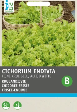 Intratuin Frisee-Endivie (Cichorium endivia 'Altijd Witte') Samen| Gemüsesamen|Saatgut