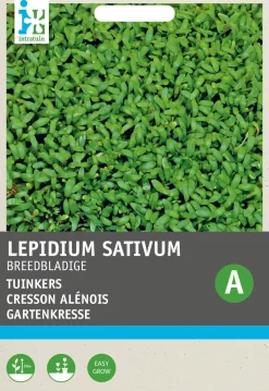 Intratuin Gartenkresse groß- / breitblättrig (Lepidium sativum) Kressesamen| Gemüsesamen|Saatgut