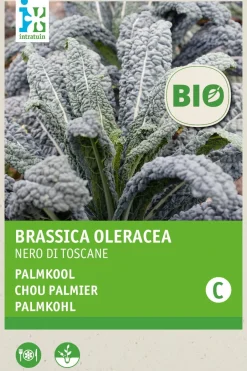 Intratuin Gemüsesamen Palmkohl (Brassica oleracea 'Nero di Toscane') (BIO) Samen| Gemüsesamen|Saatgut