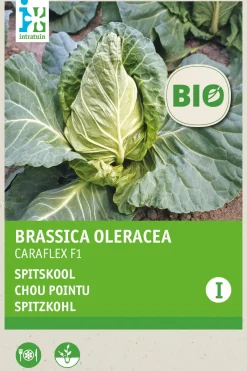 Intratuin Gemüsesamen Spitzkohl (Brassica oleracea 'Caraflex f1') (BIO) Samen| Gemüsesamen|Saatgut