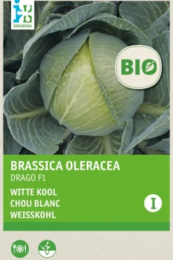 Intratuin Gemüsesamen Weißkohl (Brassica oleracea 'Drago F1') (BIO) Samen| Gemüsesamen|Saatgut