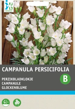 Intratuin Glockenblume weiß (Campanula persicifolia) Blumensamen| Saatgut|Blühende Pflanzen
