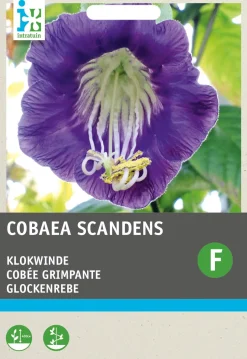 Intratuin Glockenrebe blau-violett (Cobaea scandens) Blumensamen| Saatgut|Blühende Pflanzen