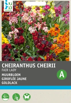 Intratuin Goldlack (Erysimum cheirri 'Fair Lady') Blumensamen| Saatgut|Blühende Pflanzen