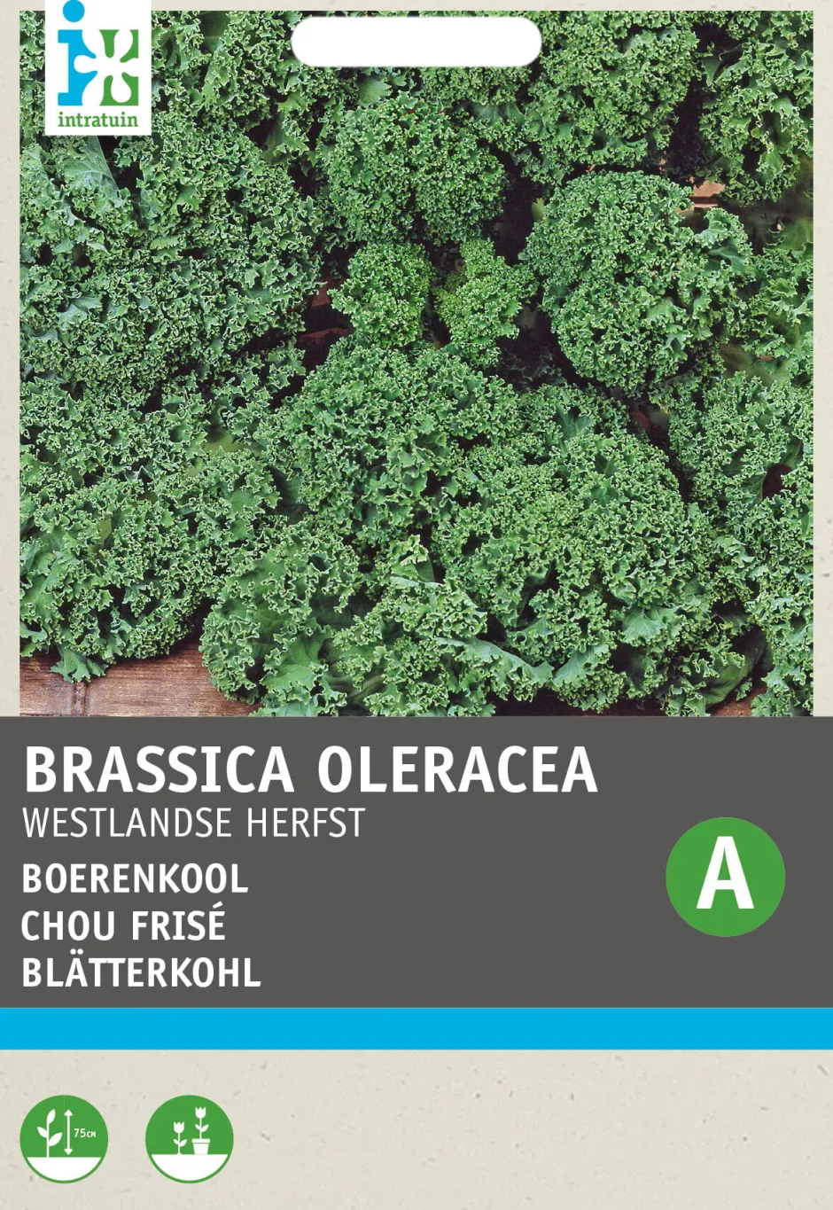 Intratuin Grünkohl (Brassica oleracea 'Westlandse Herfst') Samen| Gemüsesamen|Saatgut