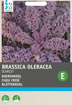 Intratuin Grünkohl (Brassica oleracea 'Scarlet') Samen| Gemüsesamen|Saatgut