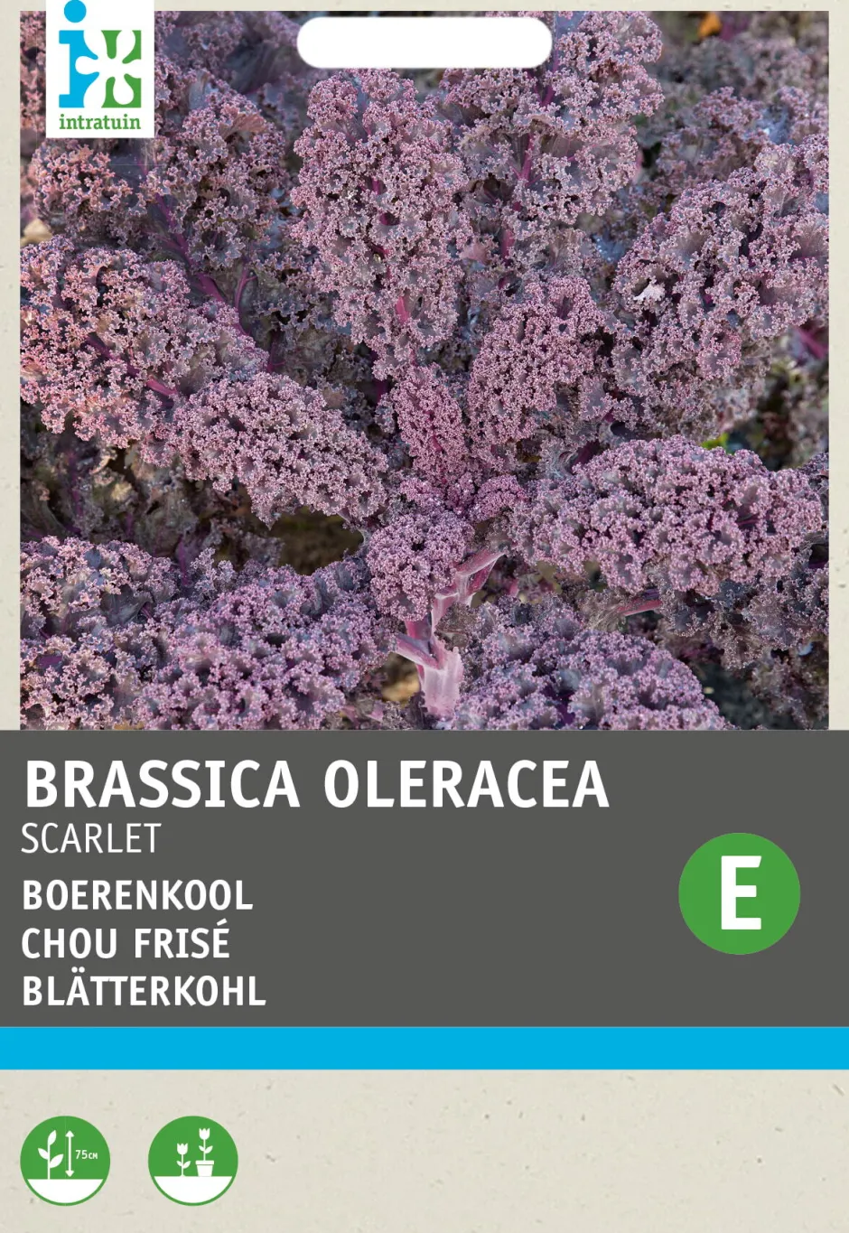 Intratuin Grünkohl (Brassica oleracea 'Scarlet') Samen| Gemüsesamen|Saatgut
