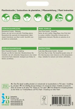 Intratuin Grünkohl (Brassica oleracea 'Scarlet') Samen| Gemüsesamen|Saatgut