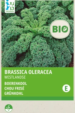 Intratuin Grünkohl (Brassica oleracea 'Westlandse Winter') (BIO) Samen| Gemüsesamen|Saatgut