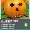 Intratuin Halloween Kürbis (Cucurbita pepo 'Jack O'Lantern') Samen| Gemüsesamen|Saatgut