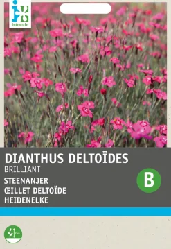 Intratuin Heidenelke (Dianthus deltoides 'Brilliant') Blumensamen| Saatgut|Blühende Pflanzen