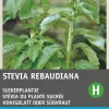 Intratuin Honigblatt / Süßkraut (Stevia reboudiana) Samen| Kräutersamen|Saatgut