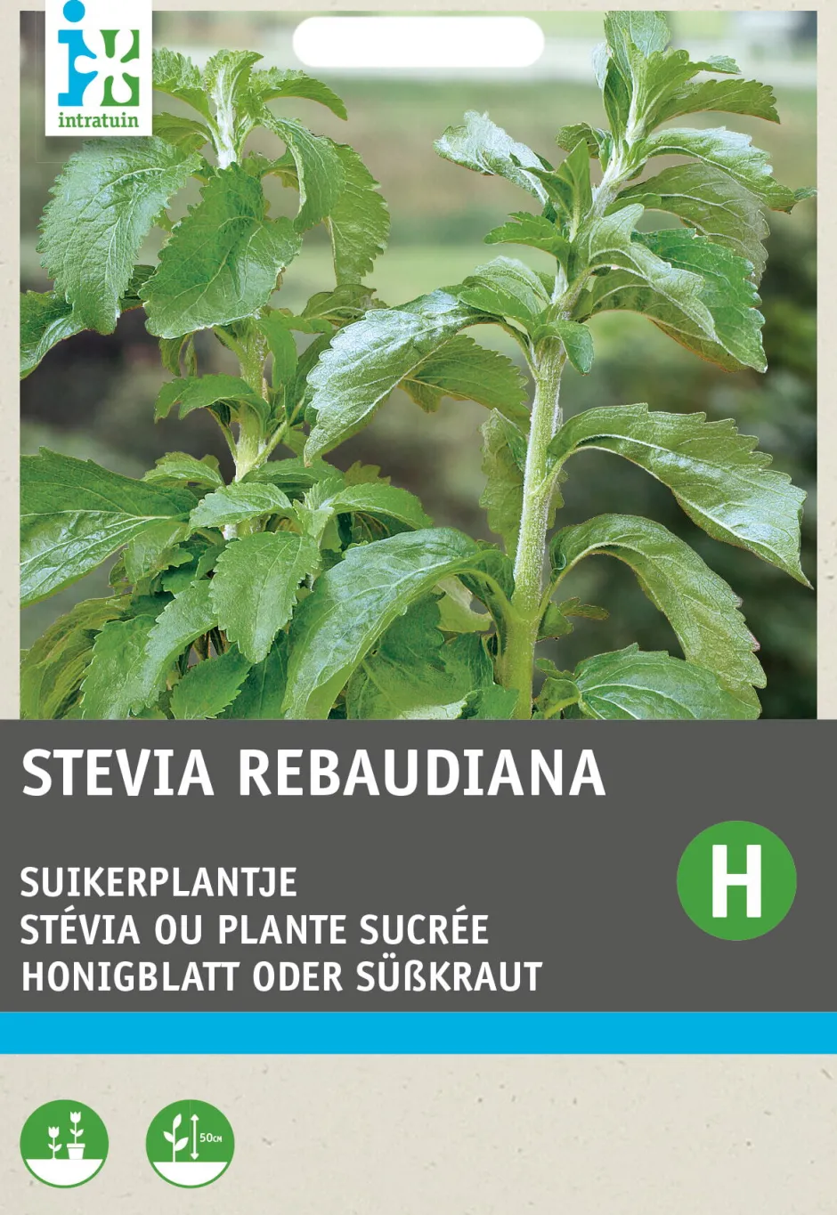 Intratuin Honigblatt / Süßkraut (Stevia reboudiana) Samen| Kräutersamen|Saatgut