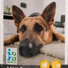 Intratuin Hundefutter Adult Lamm und Reis 12 kg| Hundefutter
