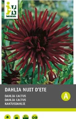 Intratuin Kaktusdahlie (Dahlia cactus 'Nuit d'ete') Blumenzwiebel 1 St.| Sommer-Blüher|Blumenzwiebeln