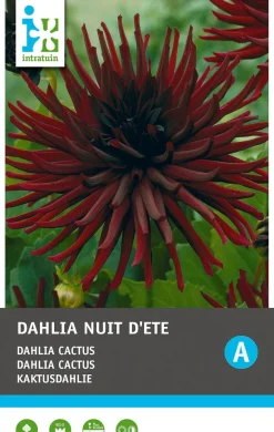 Intratuin Kaktusdahlie (Dahlia cactus 'Nuit d'ete') Blumenzwiebel 1 St.| Sommer-Blüher|Blumenzwiebeln