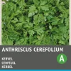 Intratuin Kerbel (Anthriscus cerefolium) Samen| Kräutersamen|Saatgut
