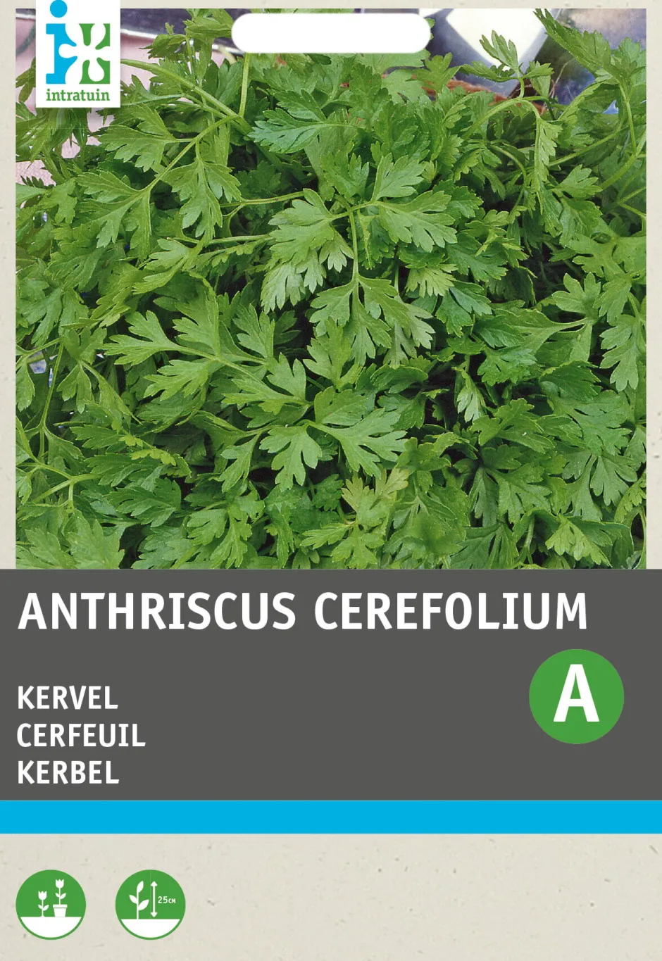Intratuin Kerbel (Anthriscus cerefolium) Samen| Kräutersamen|Saatgut