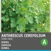 Intratuin Kerbel kraus (Anthriscus cerfolium 'Krauser') Samen| Kräutersamen|Saatgut