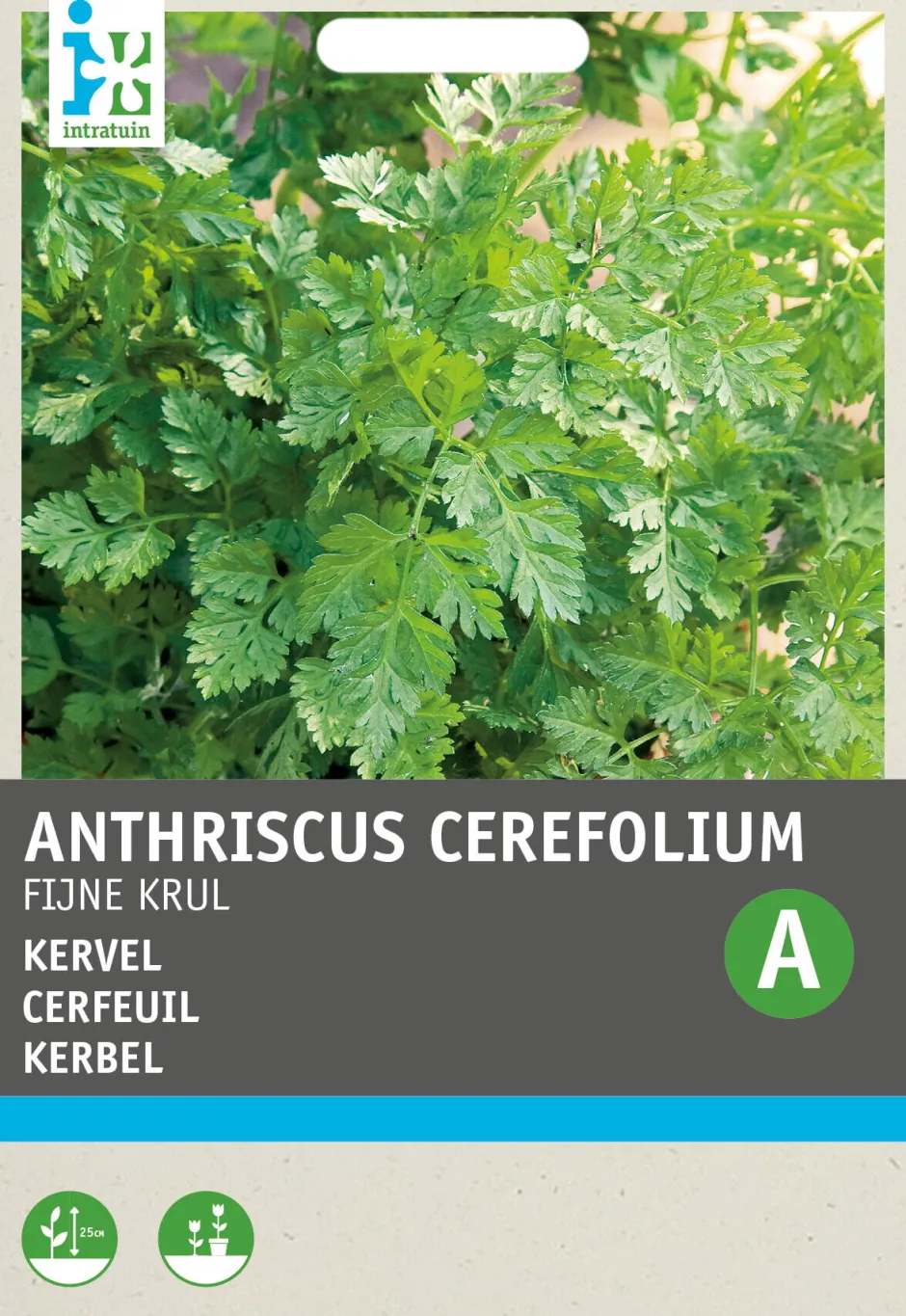 Intratuin Kerbel kraus (Anthriscus cerfolium 'Krauser') Samen| Kräutersamen|Saatgut