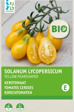 Intratuin Kirschtomate (Lycopersicon esculentum 'Yellow Pearshaped') (BIO) Samen| Gemüsesamen|Saatgut