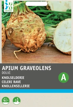 Intratuin Knollensellerie (Apium graveolens 'Dolvi Prager Riese') Samen| Gemüsesamen|Saatgut